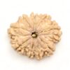 9-Mukhi-Rudraksha-Nepal-Premium-6