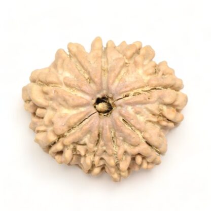 9-Mukhi-Rudraksha-Nepal-Premium-6