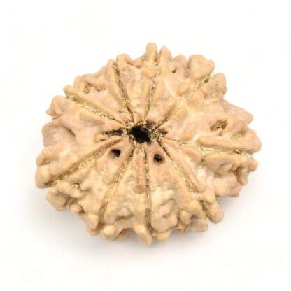 9-Mukhi-Rudraksha-Nepal-Premium-6-Back