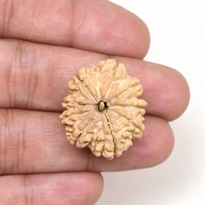 9-Mukhi-Rudraksha-Nepal-Premium-6-Hand