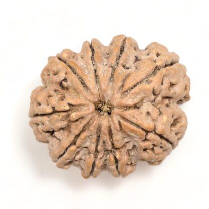 9-Mukhi-Rudraksha-Nepal-Premium-7