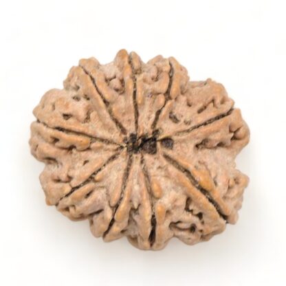 9-Mukhi-Rudraksha-Nepal-Premium-7-Back