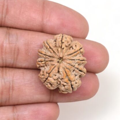 9-Mukhi-Rudraksha-Nepal-Premium-7-Hand