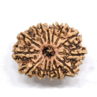 14-Mukhi-Rudraksha-Nepal-11