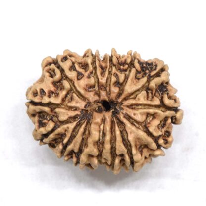 14-Mukhi-Rudraksha-Nepal-11-Back