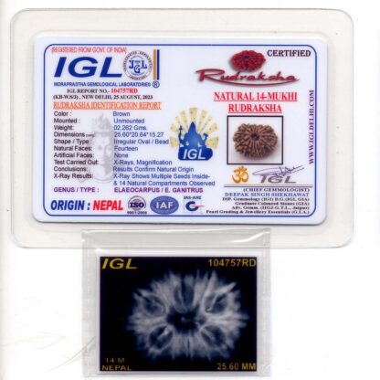 14-Mukhi-Rudraksha-Nepal-11-Certificate