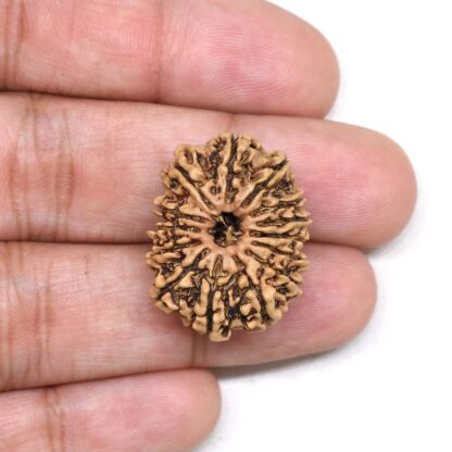 14-Mukhi-Rudraksha-Nepal-11-Hand