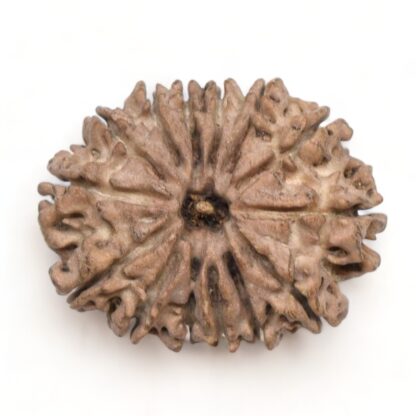 14-Mukhi-Rudraksha-Nepal-12