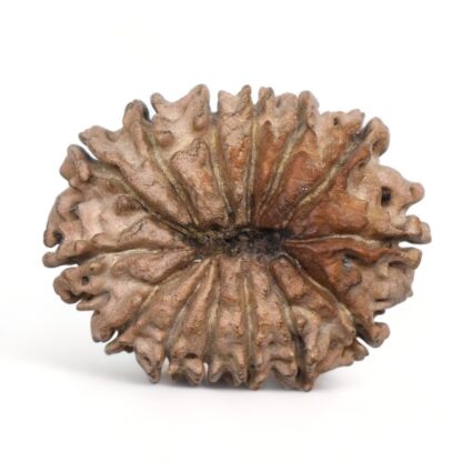 14-Mukhi-Rudraksha-Nepal-12-Back