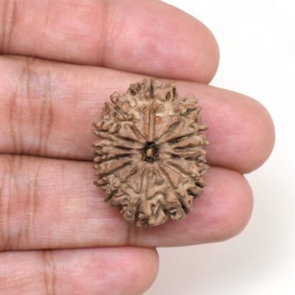 14-Mukhi-Rudraksha-Nepal-12-Hand