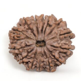 14-Mukhi-Rudraksha-Nepal-13