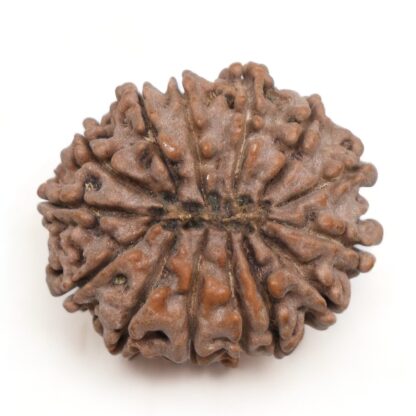 14-Mukhi-Rudraksha-Nepal-13-Back