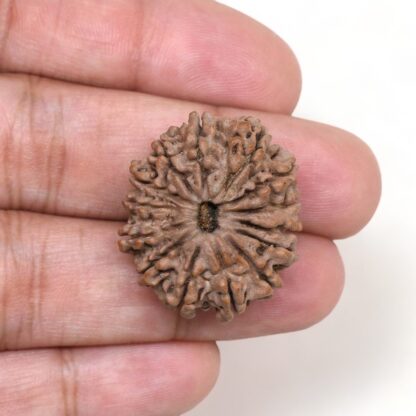 14-Mukhi-Rudraksha-Nepal-13-Hand