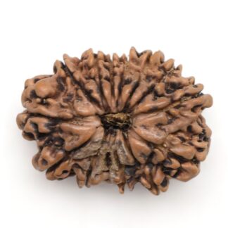 14-Mukhi-Rudraksha-Nepal-14