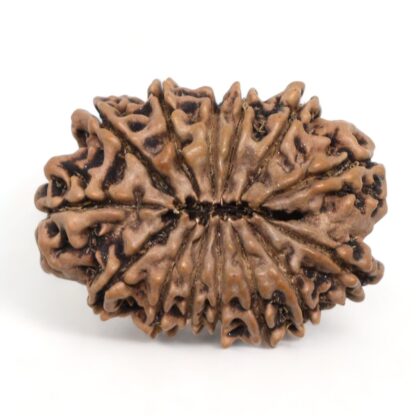 14-Mukhi-Rudraksha-Nepal-14-Back