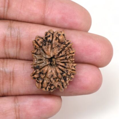 14-Mukhi-Rudraksha-Nepal-14-Hand