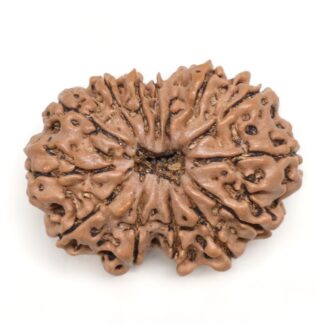 14-Mukhi-Rudraksha-Nepal-15