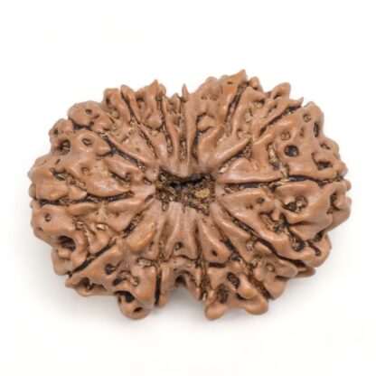 14-Mukhi-Rudraksha-Nepal-15