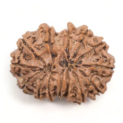 14-Mukhi-Rudraksha-Nepal-15-Back