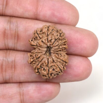 14-Mukhi-Rudraksha-Nepal-15-Hand