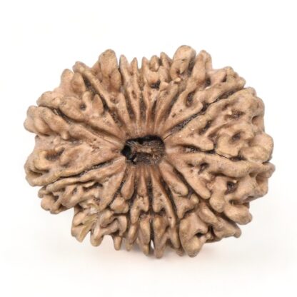 14-Mukhi-Rudraksha-Nepal-16