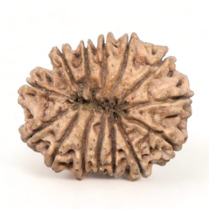 14-Mukhi-Rudraksha-Nepal-16-Back