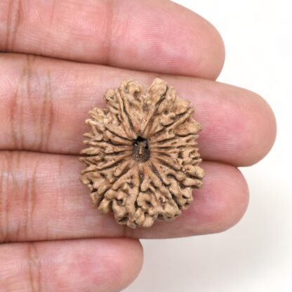 14-Mukhi-Rudraksha-Nepal-16-Hand