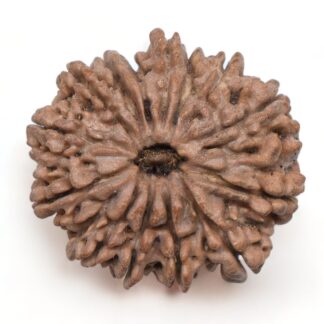 14-Mukhi-Rudraksha-Nepal-17