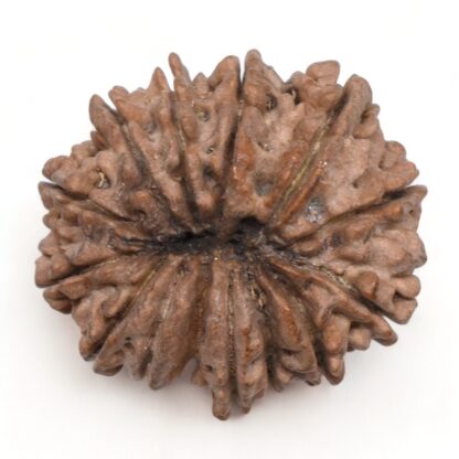 14-Mukhi-Rudraksha-Nepal-17-Back