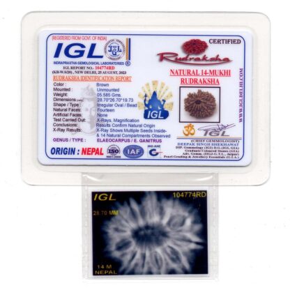 14-Mukhi-Rudraksha-Nepal-17-Certificate