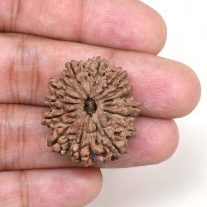 14-Mukhi-Rudraksha-Nepal-17-Hand