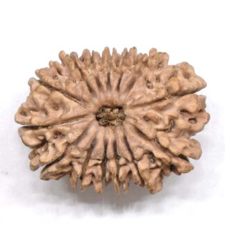 14-Mukhi-Rudraksha-Nepal-18