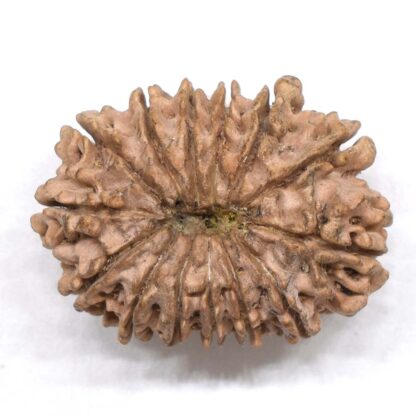14-Mukhi-Rudraksha-Nepal-18-Back