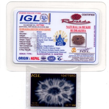 14-Mukhi-Rudraksha-Nepal-18-Certificate