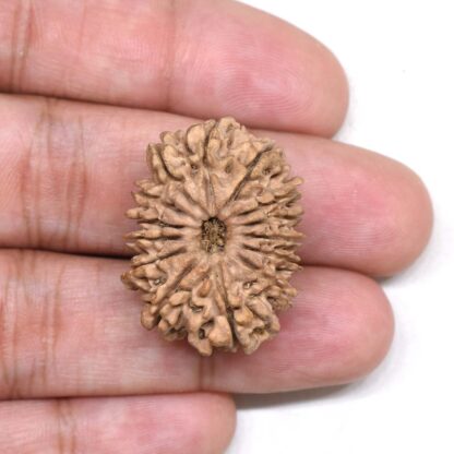 14-Mukhi-Rudraksha-Nepal-18-Hand