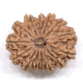 14-Mukhi-Rudraksha-Nepal-19