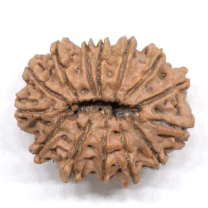14-Mukhi-Rudraksha-Nepal-19-Back