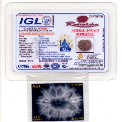 14-Mukhi-Rudraksha-Nepal-19-Certificate