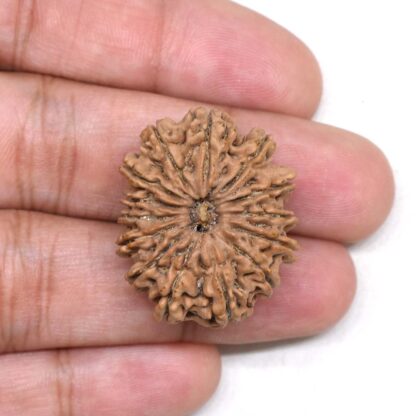 14-Mukhi-Rudraksha-Nepal-19-Hand