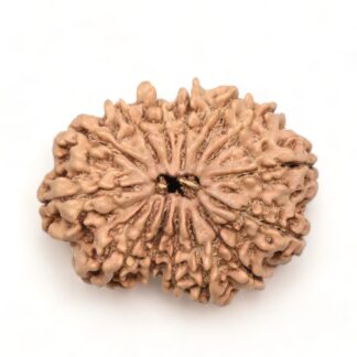 14-Mukhi-Rudraksha-Nepal-20