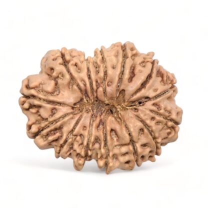 14-Mukhi-Rudraksha-Nepal-20-Back