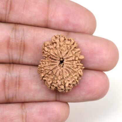 14-Mukhi-Rudraksha-Nepal-20-Hand