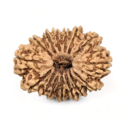 14-Mukhi-Rudraksha-Nepal-21