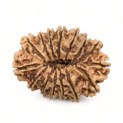 14-Mukhi-Rudraksha-Nepal-21-Back