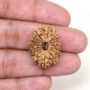 14-Mukhi-Rudraksha-Nepal-21-Hand
