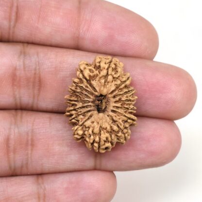 14-Mukhi-Rudraksha-Nepal-21-Hand