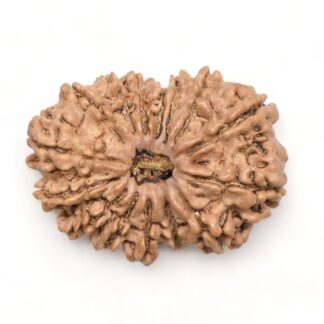 14-Mukhi-Rudraksha-Nepal-22