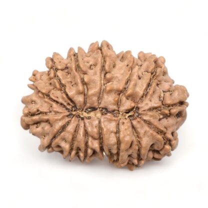 14-Mukhi-Rudraksha-Nepal-22-Back