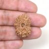 14-Mukhi-Rudraksha-Nepal-22-Hand