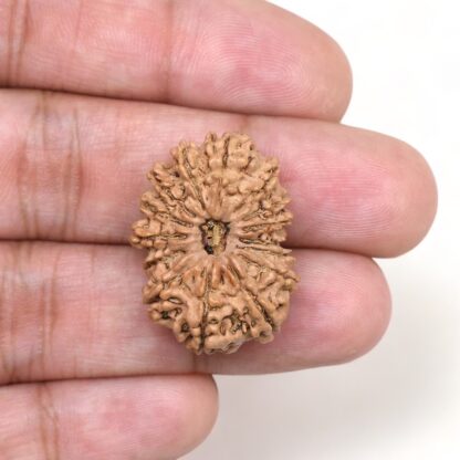 14-Mukhi-Rudraksha-Nepal-22-Hand